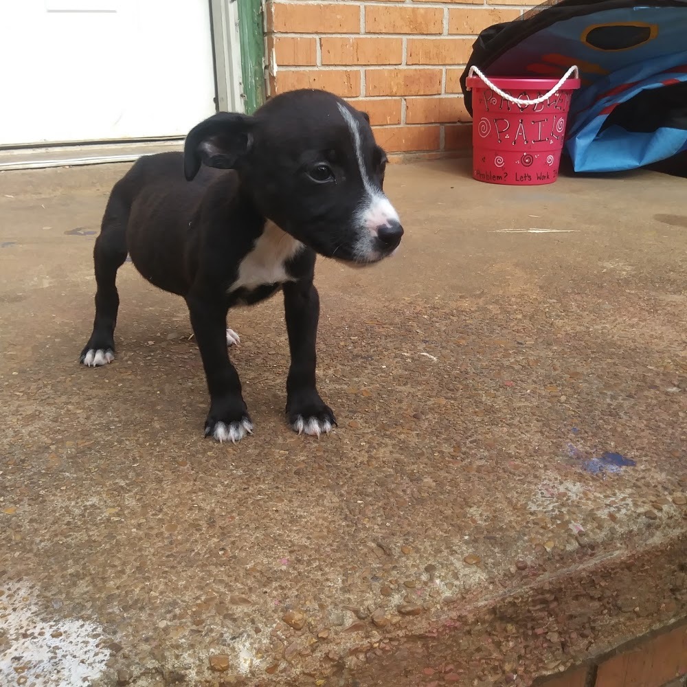 Meet your Posher, De'aurie